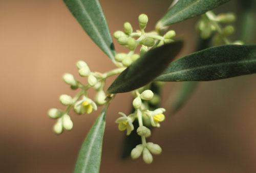 Floración-del-olivo-Orbeolive-1